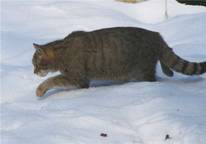 Die Wildkatze konnte ihre Lebensräume im Westerwald wieder erobern. Foto: Naturpark Nassau