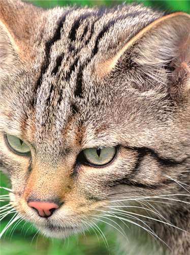 Die Wildkatze, wieder im Westerwald zu Hause. Harry Neumann