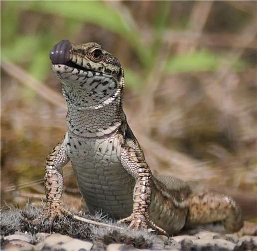 Die „Woche der Artenvielfalt“ findet im Mai statt.  Foto: Bärbel Serwazi