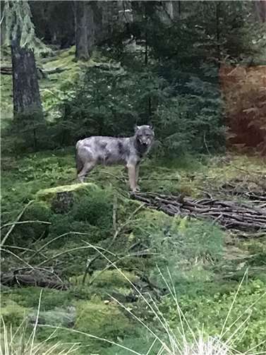 Die Wölfe haben die Regionen Eifel und Hunsrück längst zurückerobert. Doch wie geht man damit um und werden hier Fakten ignoriert?  Fotos: Silke Roth