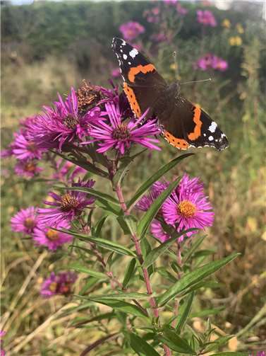 Die Workshops geben Tipps für einen naturnahen Garten.Foto: Stephanie Martin