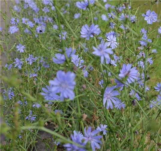 Die Zichorie lieferte den Grundstoff für einen Kaffee-Ersatz. Foto: Stadt Neuwied