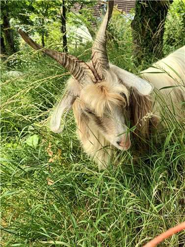 Die Ziegen besuchen die Kita-Kinder.Foto: Stadt Linz, KiTa Strünzer Pänz