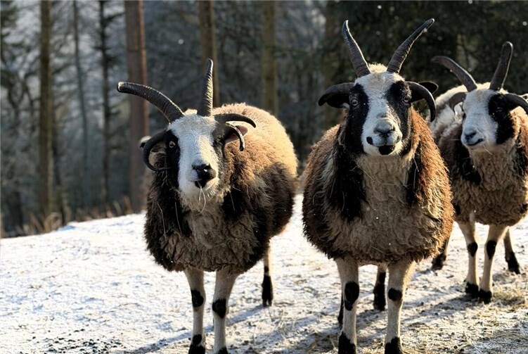 Die Ziegen scheinen schon auf die künftigen neuen Mitbewohner Luchs, Wildschwein und Fischotter zu warten.