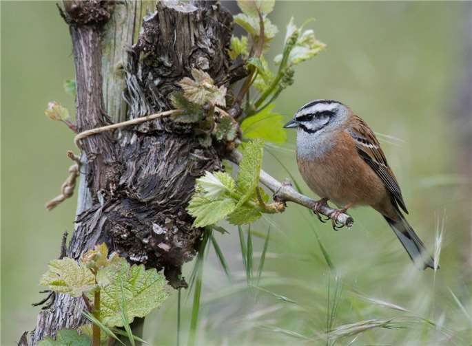 Die Zippammer fühlt sich in den vielfältigen Strukturen der Moselweinberge besonders wohl. Foto: © Martin Becker