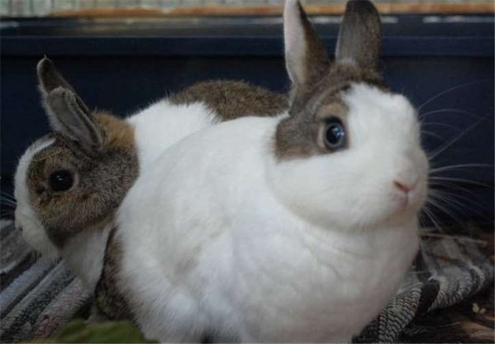Die Zwergkaninchen Susi und Bunny suchen ein neues zu Hause. privat