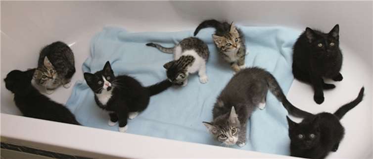 Die acht Katzenbabys wurden auf der Pflegestelle abgegeben, jetzt suchen sie ein Neues zu Hause. Privat