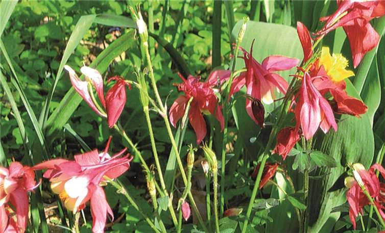Die aktuelle Rätselblume.Ulrich Junker
