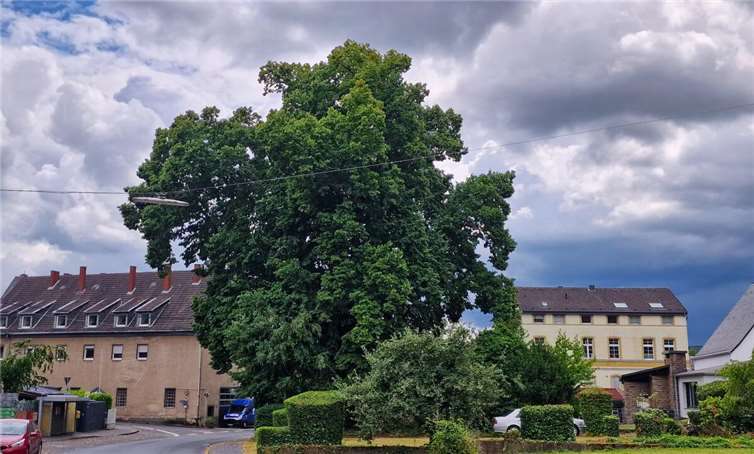 Die alte Linde in Kasbach. Fotos: AWI
