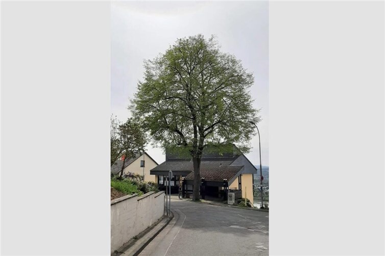 Die alte Linde in Ockenfels.  Foto: privat