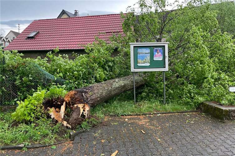 Die alte Linde war bei einem Gewitter umgebrochen.Fotos: privat