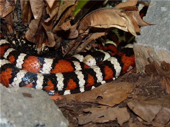 Die amerikanische Bergkönigsnatter imitiertdas Muster der hochgiftigen Korallenotter.