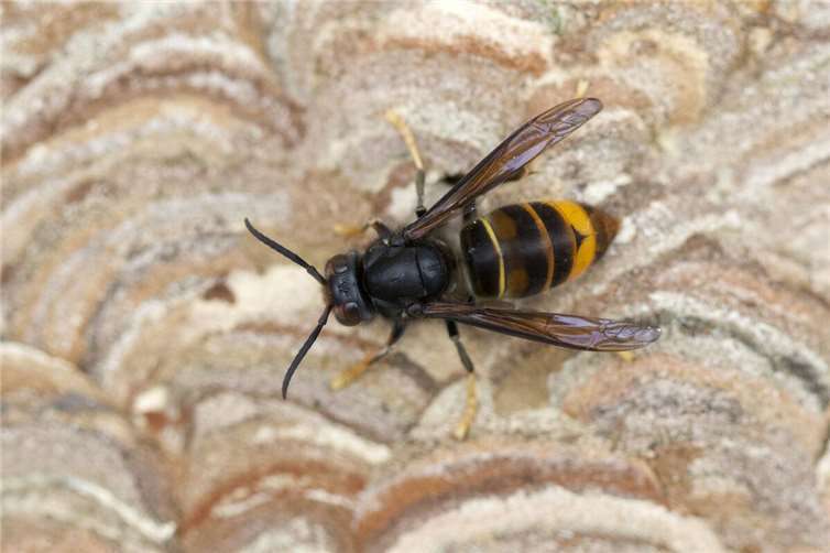 Die asiatische Hornisse.Foto: Matthias Overmann