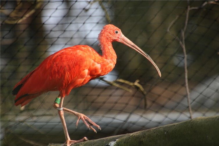 Die auch Roter Ibis oder Scharlachsichler genannten Vögel sind für ihre leuchtend rote Färbung mit schwarzen Flügelspitzen bekannt.