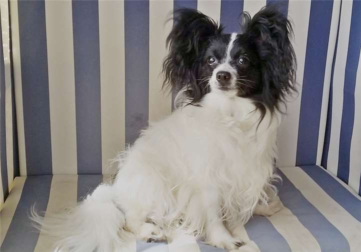 Die aufgeweckte Junghündin lernt gerne neue Tricks und ist absolut kein Schoßhund. privat