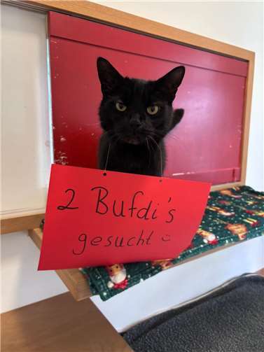 Die ausgeschriebene „Bufdi“-Stelle bieten die Möglichkeit, in den Bereich Tierschutz reinzuschnuppern. Foto: privat