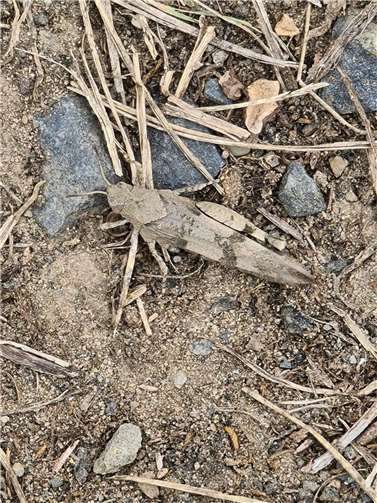 Weit über 100 Unterschriften gesammelt  Die bedrohte Ödlandschrecke.Foto: privat