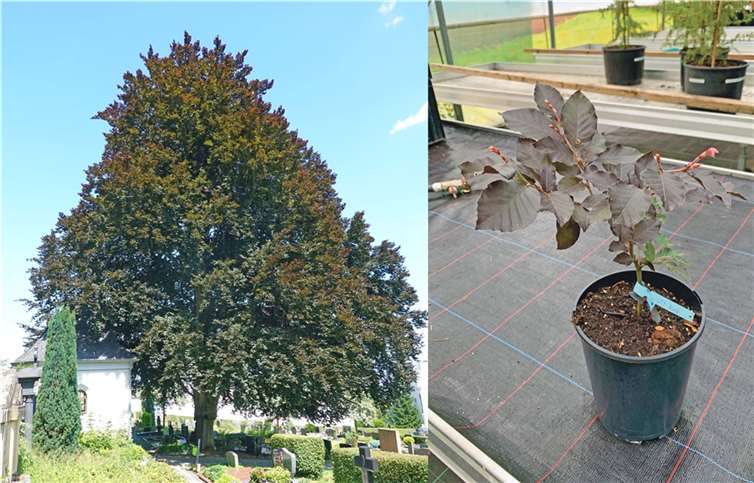 Die beeindruckende Blutbuche auf dem Friedhof in Weißenthurm und ihr noch kleiner Nachkomme, der nun selbst gepflanzt werden kann. Foto: privat
