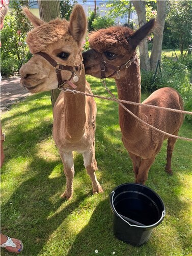 Die beiden Alpakas Giant (l.) und Gismo verzückten alle Anwesenden. Fotos: Evang. Altenzentrum „Haus auf dem Heiderhof“