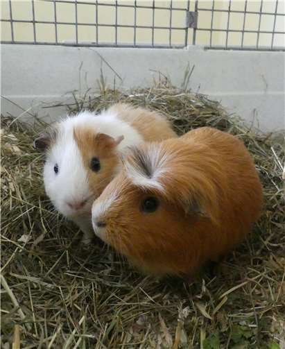 Die beiden Böcke suchen ein Zuhause. Foto: Tierheim Andernach