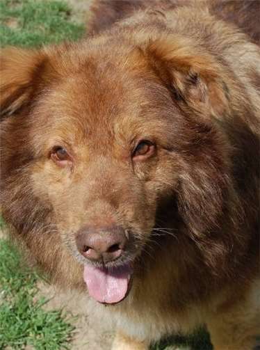 Die beiden Hunde Ronja und Rasmus..