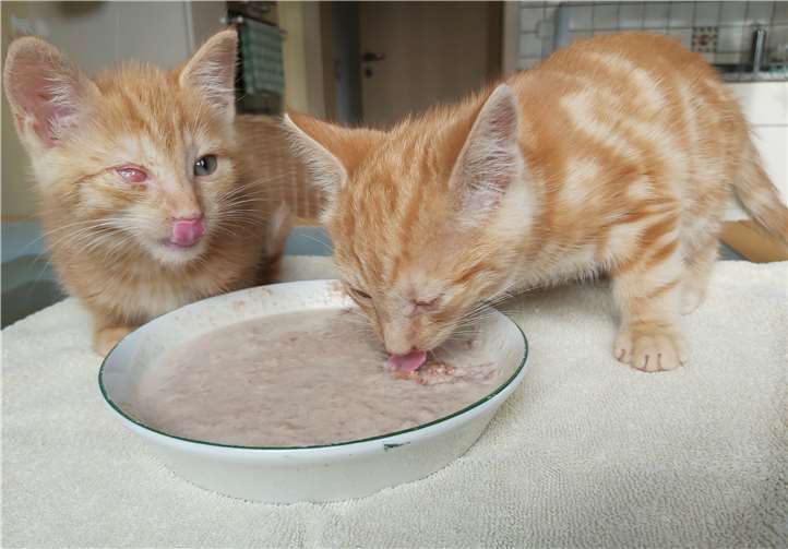 Die beiden Kätzchen wurden in einem schlechten Zustand aufgefunden. Foto: privat