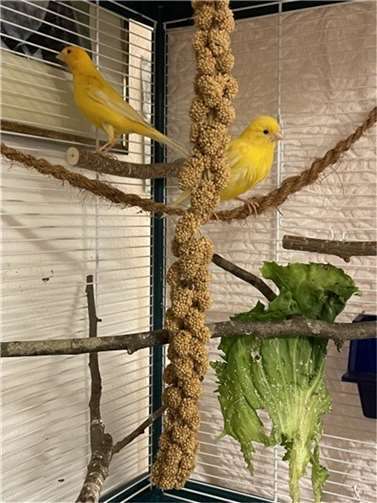 Die beiden Kanarienvögel Romeo und Julia.  Foto: privat