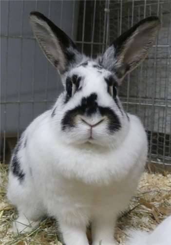 Die beiden Kaninchen Caro (weiblich) und ...