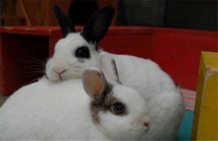 Die beiden Kaninchen mögen sich so sehr, dass das Tierheim sie nur zusammen abgeben möchte. privat