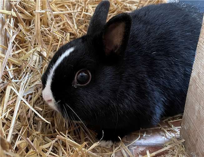 Die beiden Kaninchen sind jetzt ein Jahr und suchen ein neues zu Hause. Fotos: privat