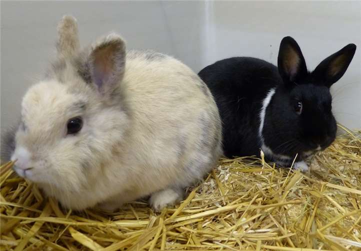 Die beiden Kaninchen werden nur zusammen vermittelt.  Tierheim Andernach