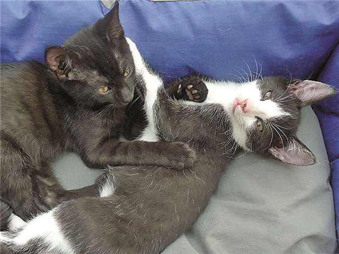 Die beiden Katzengeschwister suchen ein Zuhause.Privat