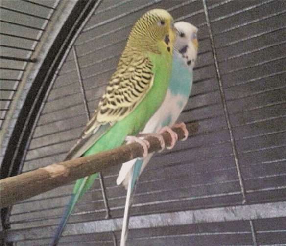 Die beiden Männchen freuen sich auf ihr neues Zuhause.privat