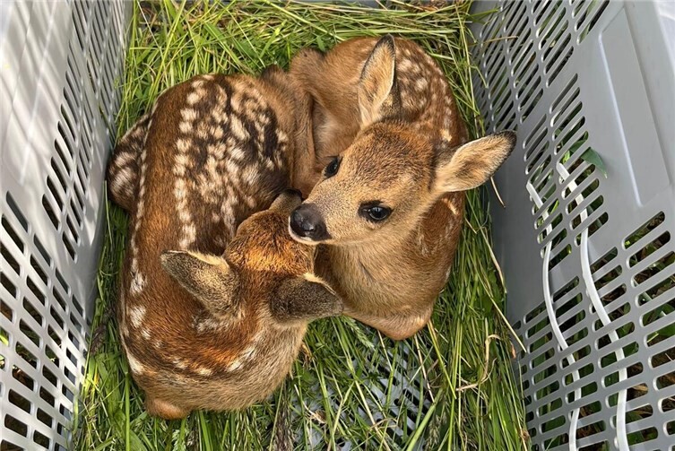 Die beiden Rehkitz-Geschwister verbringen die Zeit der Mahd geschützt in einer Box, bevor sie an ihrem Fundort wieder freigelassen werden.