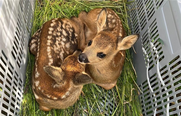 Die beiden Rehkitz-Geschwister verbringen die Zeit der Mahd geschützt in einer Box, bevor sie an ihrem Fundort wieder freigelassen werden. Foto: Jan Kröger