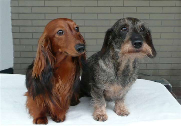 Die beiden Sieger Ursa (li) und Sofie (re.). privat