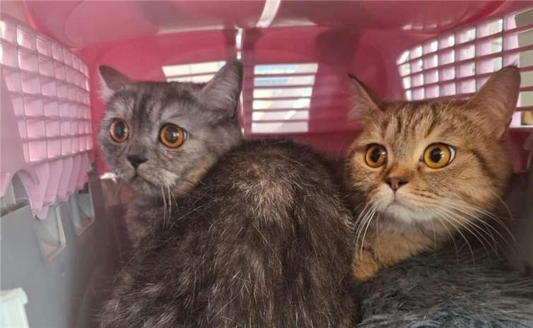 Die beiden ausgesetzten Katzen befinden sich nun in der Obhut des Tierheims in Troisdorf. Foto: Tierheim Troisdorf 
