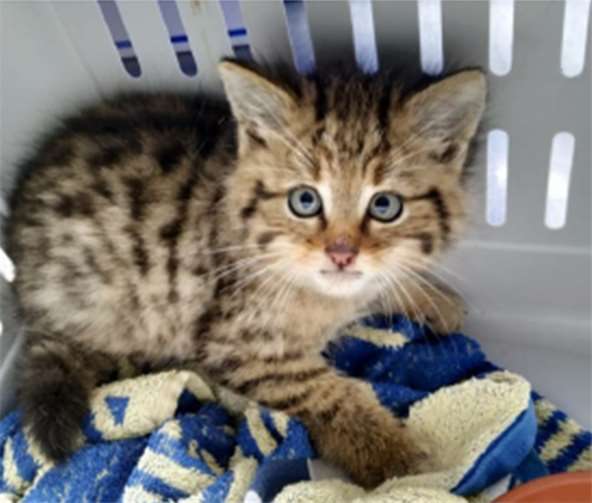 Die beiden etwa 6 Wochen alten Wildkatzen werden nun aufgezogen und während der nächsten Monate auf die spätere Wiederauswilderung vorbereitet.Foto: Tierart