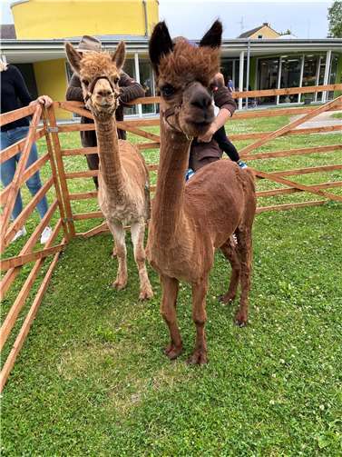 Die beiden flauschigen Alpakas Giant und Gismo.