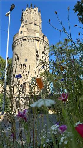 Die beiden großen Ackerflächen wurden bepflanzt und laden bald als bunte Blühwiesen zum Pflücken von Wildblumensträußen ein.