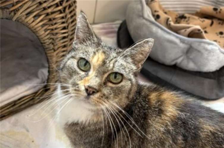 Die betagte Katzendame wurde zwischen Bermel und Monreal aufgegriffen.  Foto: Kristina Wagner