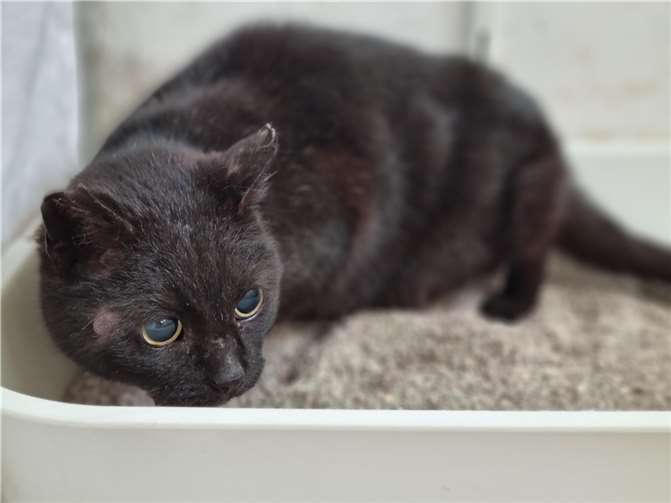 Die blinde Katze wurde in Baar gefunden.  Foto: privat