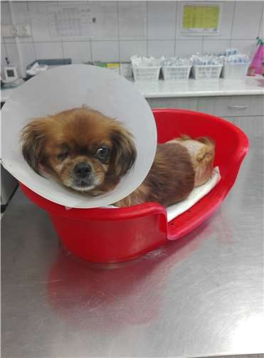 Die blinde Polly bekam medizinische Hilfe und durfte kurze Zeit später ihre Welpen in beschützter Umgebung zur Welt bringen.