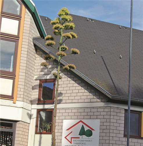 Die blühende Agave bei Wierschems. FA