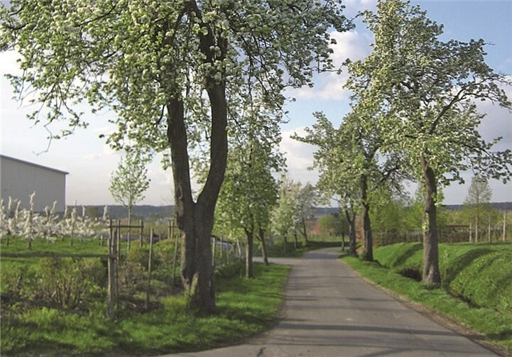 Die blühende Birnenallee in Fritzdorf soll erhalten bleiben.privat