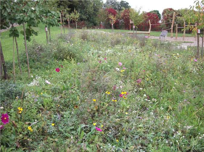 Die blühende Wiese sorgt für mehr Artenvielfalt in Brey.Fotos: Kreisverwaltung Mayen-Koblenz