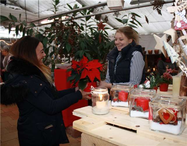Die blühenden Weihnachtssterne sind beliebt und ab der Adventszeit ein beliebter Blumenschmuck.TE