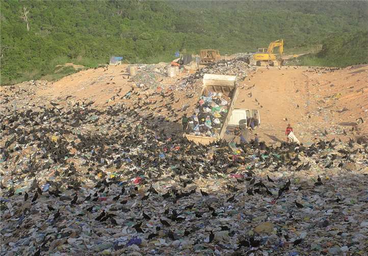Die brasilianischen Geier finden in dem Müll eine einmalige Nahrungsquelle. Rhein-Sieg-Kreis