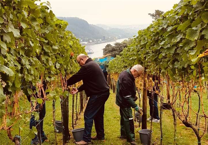 Die diesjährige Lese fand am letzten Tag im September statt.Fotos: WGR Remagen