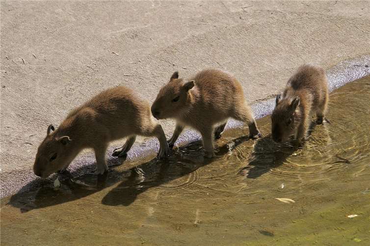 Die drei Jungtiere sind häufig in der Außenanlage zu sehen. Foto: Zoo Neuwied